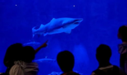 高清海洋短视频,高清短视频中的深海秘境探秘