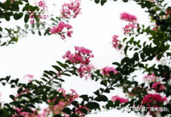 精品国产乱码久久久久久紫薇蜜桃,紫薇蜜桃，探寻神秘之境