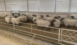 羊圈吃瓜爆料图片大全集,揭秘娱乐圈幕后真相图片大揭秘