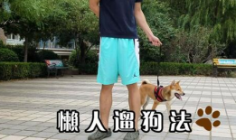 遛狗的短视频,遛狗短视频里的欢乐时光