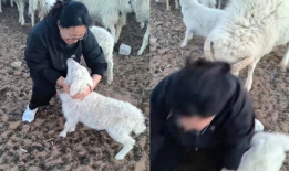 羊圈吃瓜爆料图片大全集,揭秘娱乐圈幕后真相图片大揭秘