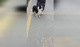 遛狗的短视频,遛狗短视频里的欢乐时光
