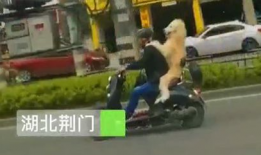 遛狗的短视频,遛狗短视频里的欢乐时光